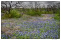 _5SB0213 bluebonnets in the Hill Country